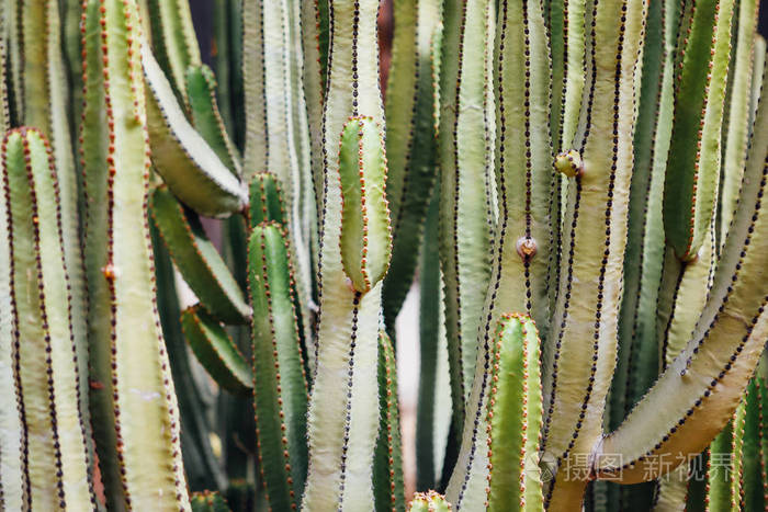 仙人掌茎背景特写视图