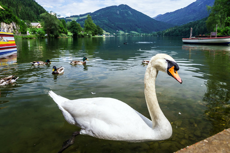 美丽的白天鹅在山上的湖上