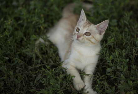 可爱的小桃条纹小猫坐在绿草