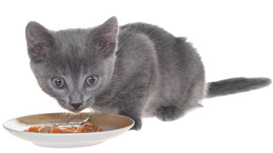 猫吃猫粮图片
