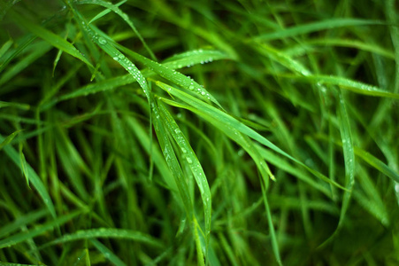 雨后, 水落在新鲜的草地上.绿草上的晨露照片