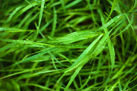 新鲜绿草与露水滴关闭。雨后, 水落在新鲜的草地上。绿草上的晨露