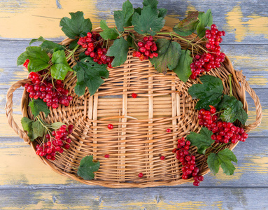 分支机构新鲜与荚蒾浆果和树叶在柳条篮子里木背景