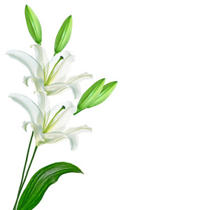 孤立在白色背景上的明亮百合花照片