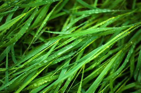 新鲜绿草与露水滴关闭。雨后, 水落在新鲜的草地上。绿草上的晨露