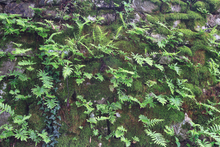 长满了苔藓和蕨类植物的岩石特写镜头