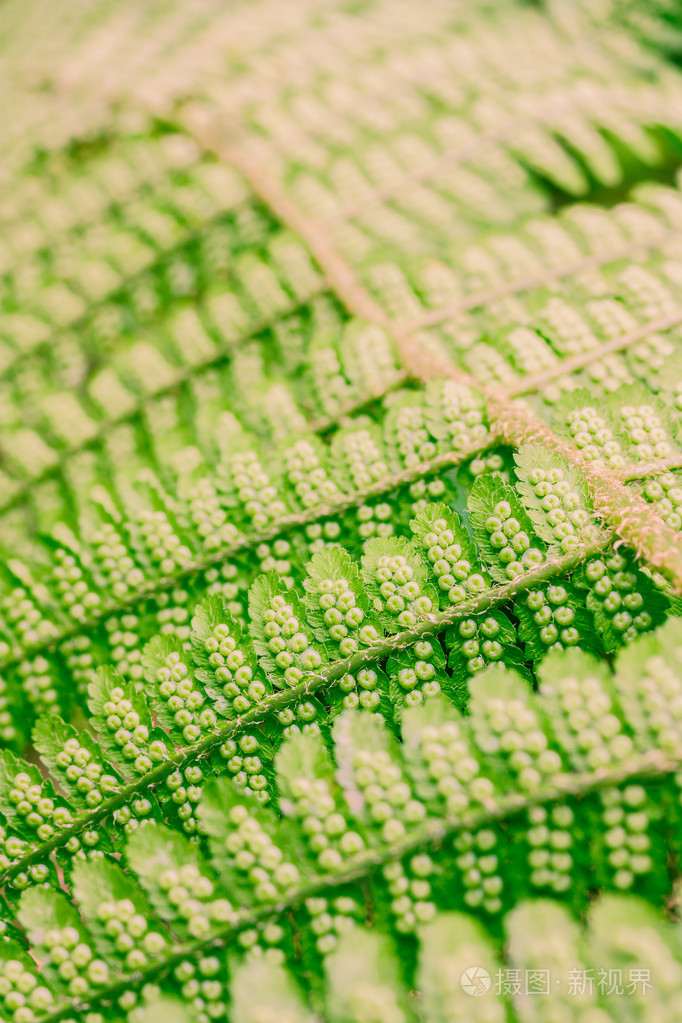 蕨种子的特写
