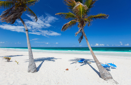 椰子树海滩