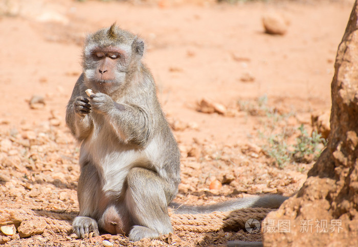 猴子在国家公园里吃花生