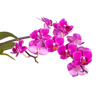 紫蝴蝶兰兰花的花朵被隔离
