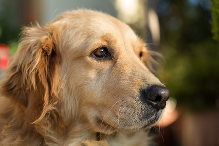 美丽的金毛猎犬的肖像