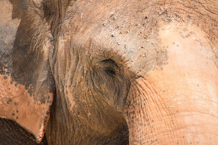 大象的脸的特写肖像