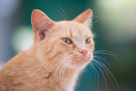 街头的可爱猫咪在户外的肖像