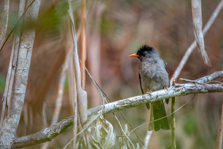 猛禽野生动植物图片
