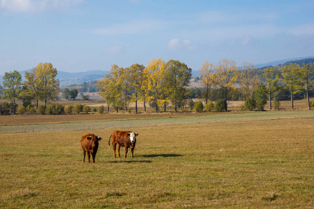 在 Bukowskie 湖附近的牧场上的奶牛在 Lubawka 在苏台德, 西里西亚, 波兰