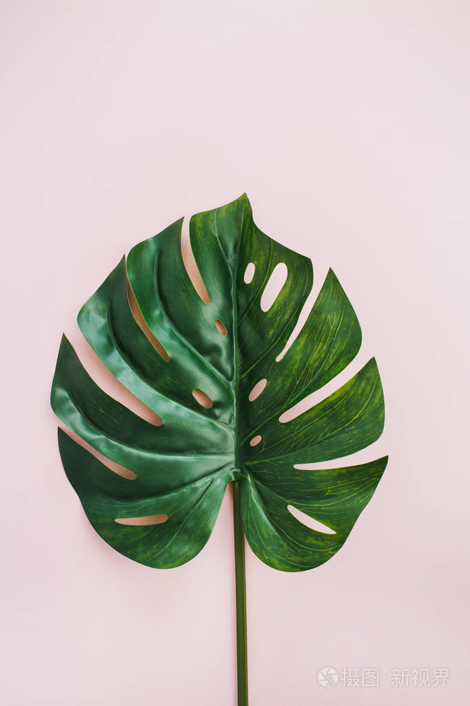 异国情调的热带龟背竹棕榈叶在粉红色的背景.平躺, 顶部视图最小概念