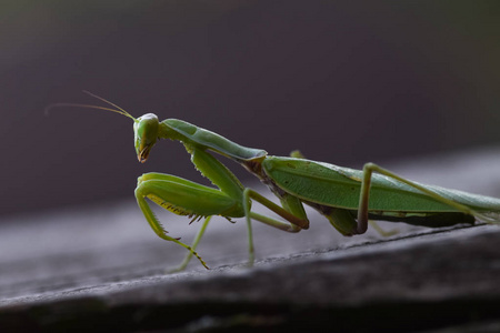 捕食性昆虫资源图片