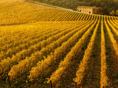 在锡耶纳和佛罗伦萨之间的齐颜蒂葡萄园的秋季颜色。意大利