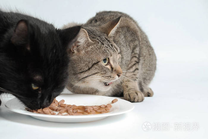 黑和灰猫吃猫食从一碗