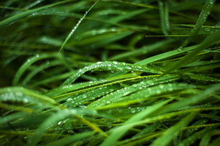 新鲜绿草与露水滴关闭。雨后, 水落在新鲜的草地上。绿草上的晨露