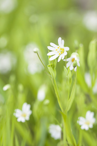 小的白花开花特写