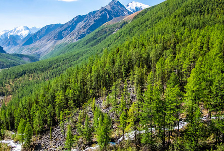 山风景。泰山河在阿尔泰共和国