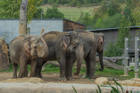 大象在布拉格动物园