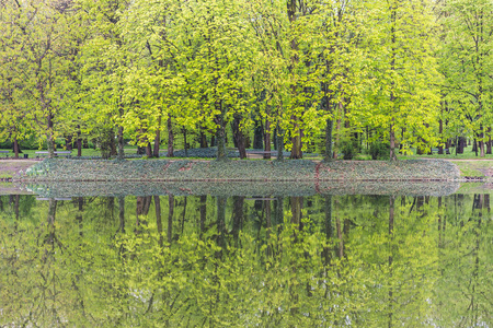 公园背景图中的绿叶和树木图片