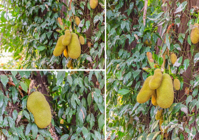 菠萝蜜树和年轻的 jackfruits照片-正版商用图片0805ej-摄图新视界