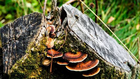 在森林的树桩上的蘑菇