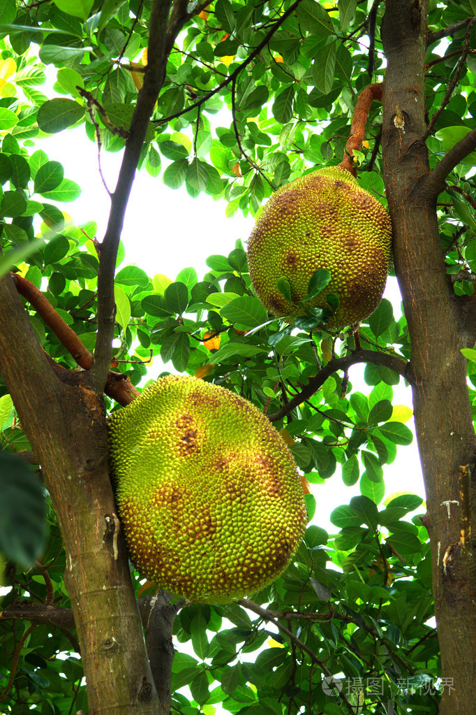 大菠萝蜜树上