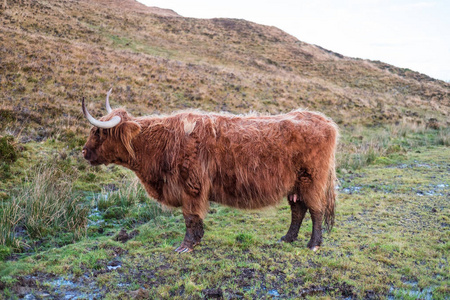 长毛的牛, 长角和波浪大衣.在苏格兰高地的斯凯岛上的田野上照片