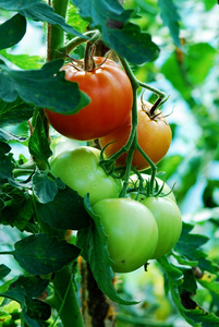 新鲜的绿色温室西红柿