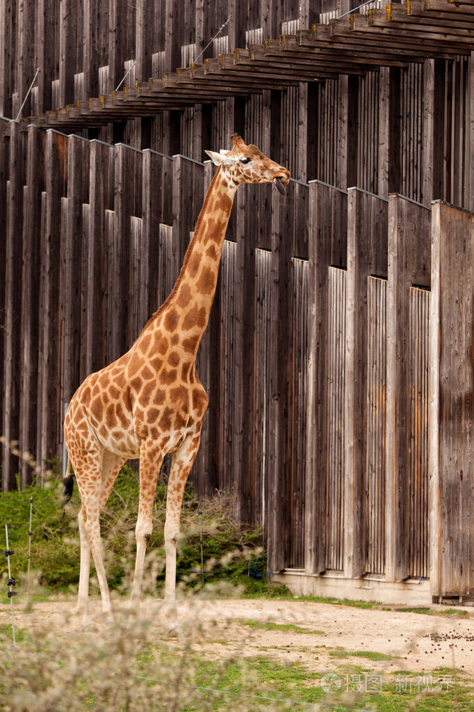 长颈鹿在动物园里行走的笼子壁