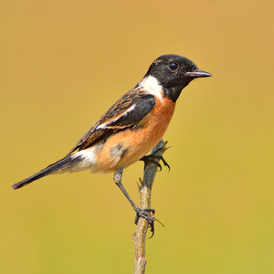 stonechat 鸟