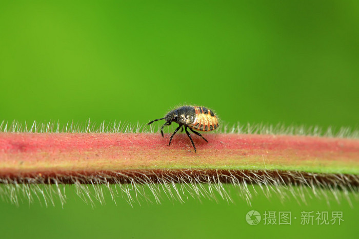 椿象幼虫对绿色的叶子