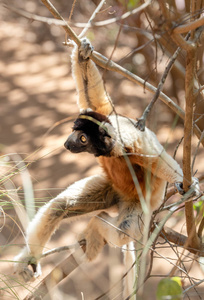 冠狐猴狐猴在树和自然。马达加斯加动物野生动物, 在马达加斯加野生逗人喜爱的动物。安达西比IsaloMasoalaMaroj