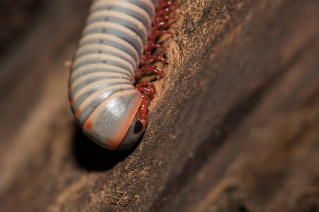 白色的马陆接近她的头.眼睛和嘴巴可见.宏观摄影照片