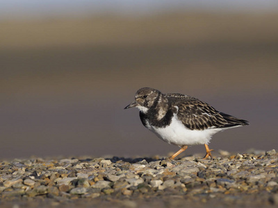 turnstone，蚤 interpres