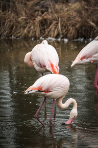 火烈鸟的特写肖像大火烈鸟Phoenicopterus 长春