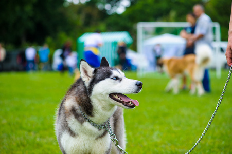 西伯利亚哈士奇猎犬