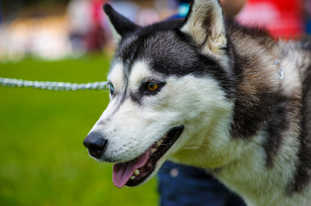 西伯利亚哈士奇猎犬