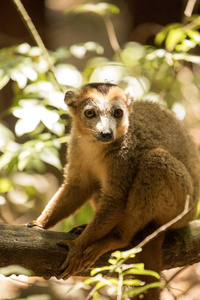 雄性狐猴, 美 coronatus, 栖息在藤 Ankarana 储备, 马达加斯加