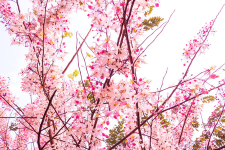 粉红色的花朵盛开在白色的天空, 樱花盛开