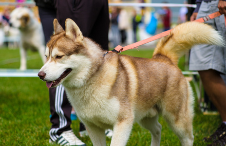 西伯利亚哈士奇猎犬