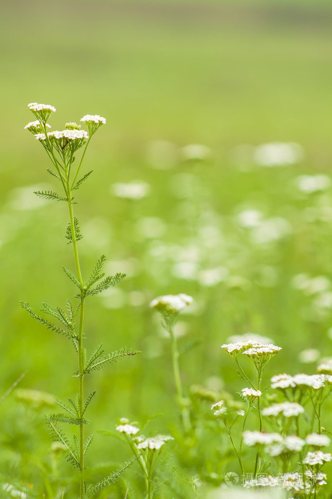 白色在草地上的野花