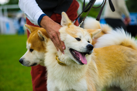 秋田犬狗