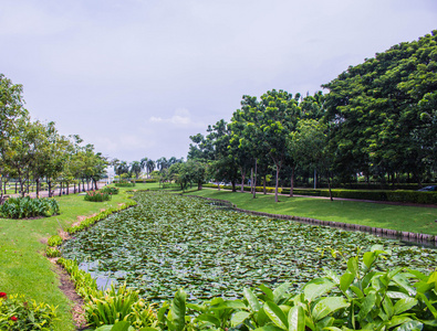 莲花池和树木