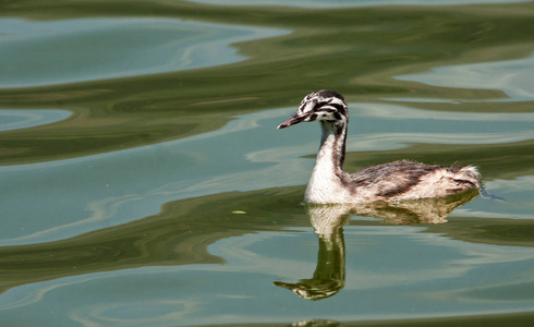 Podiceps cristatusPamvotis 湖约阿尼纳希腊西北部的少年大冠鷉