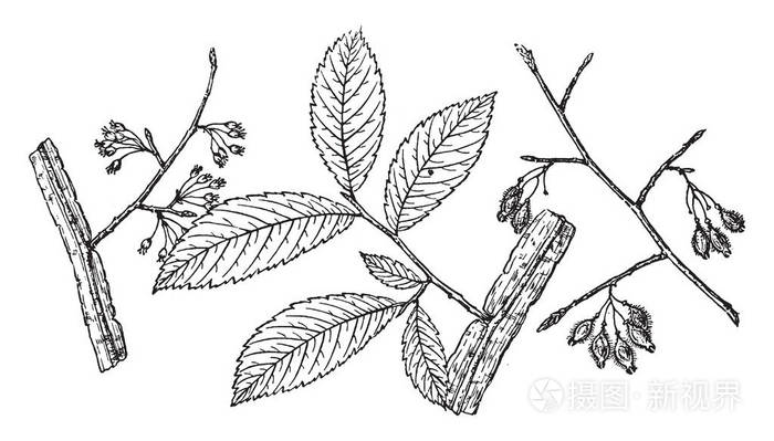 插画 一张图片显示的是翅膀榆树的分支, 也被称为美国南部土生土长的